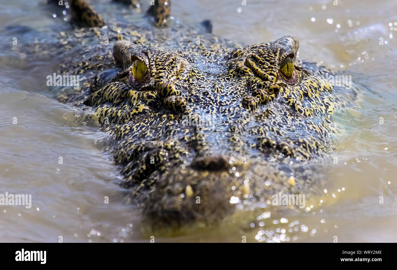 Nahaufnahme der Kopf eines Salzwasser krokodil Baden in einem Fluss direkt in Richtung Kamera, Kakadu National Park, Australien Stockfoto