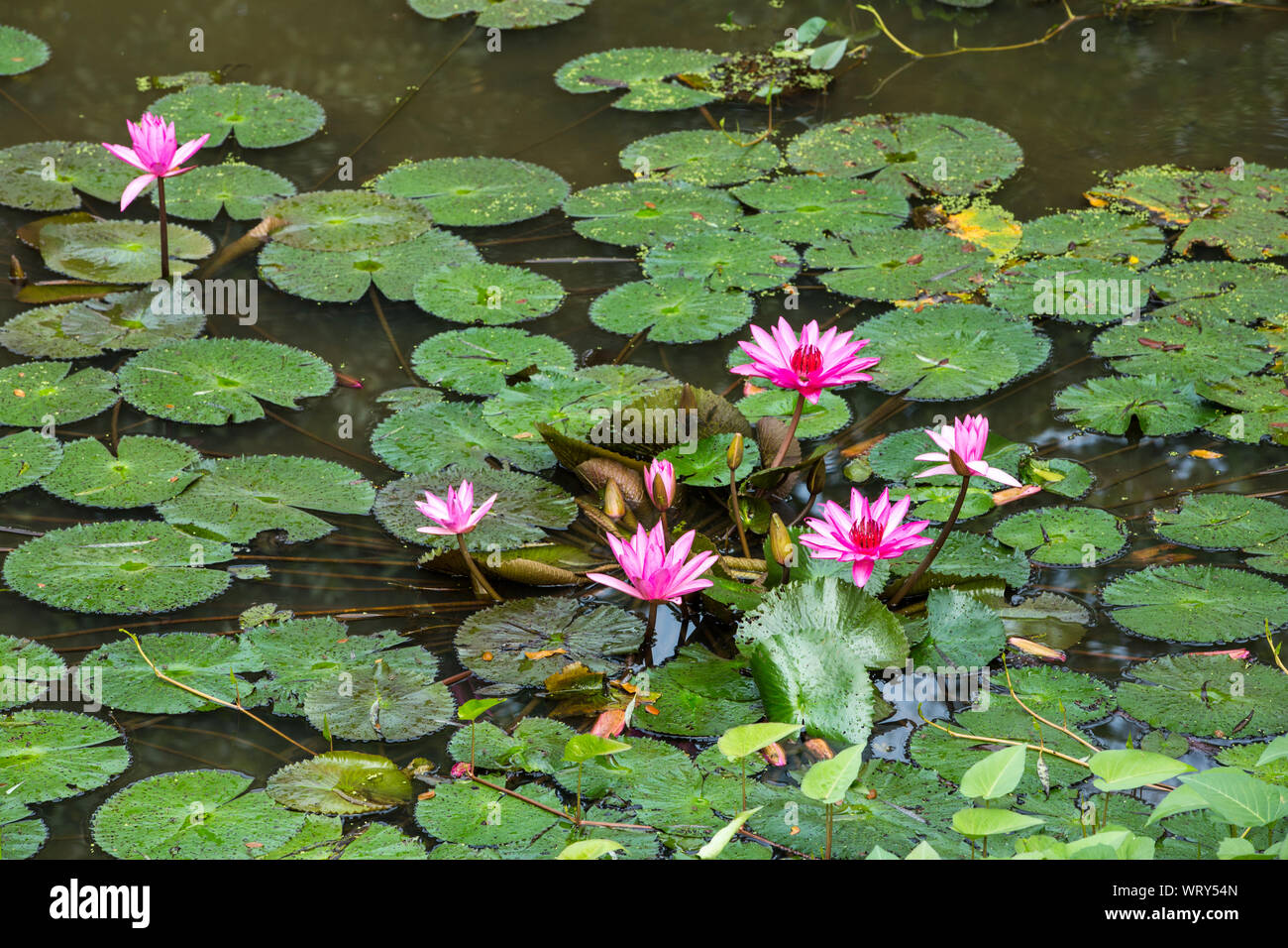 Lotus, Lotus Blätter auf dem Fluss Stockfoto