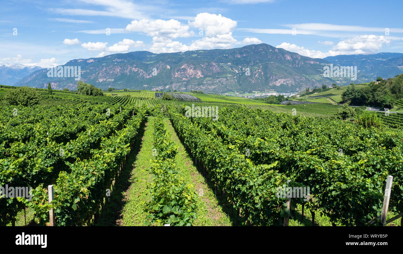 Wunderschöne Landschaft an der Weinberge des Trentino Alto Adige in Italien. Die Weinstraße. Natürliche Wettbewerb Stockfoto