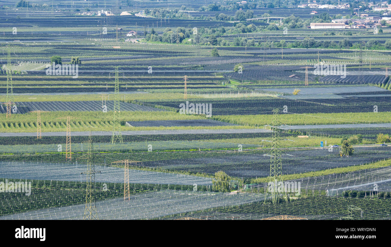 Landschaft der Frucht der Rebe und Plantagen in Trentino Alto Adige,Italien. Grüne Landschaft. Natürliche Wettbewerb. Intensive Bodenbearbeitung Stockfoto