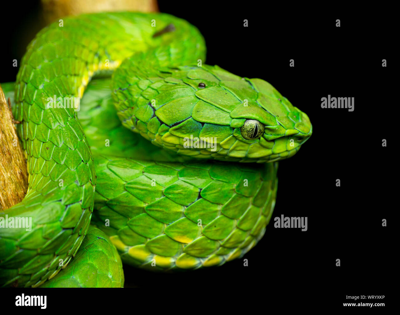 Große skaliert Pit Viper sind eine der hoch giftige Schlangen der Western Ghats. Stockfoto