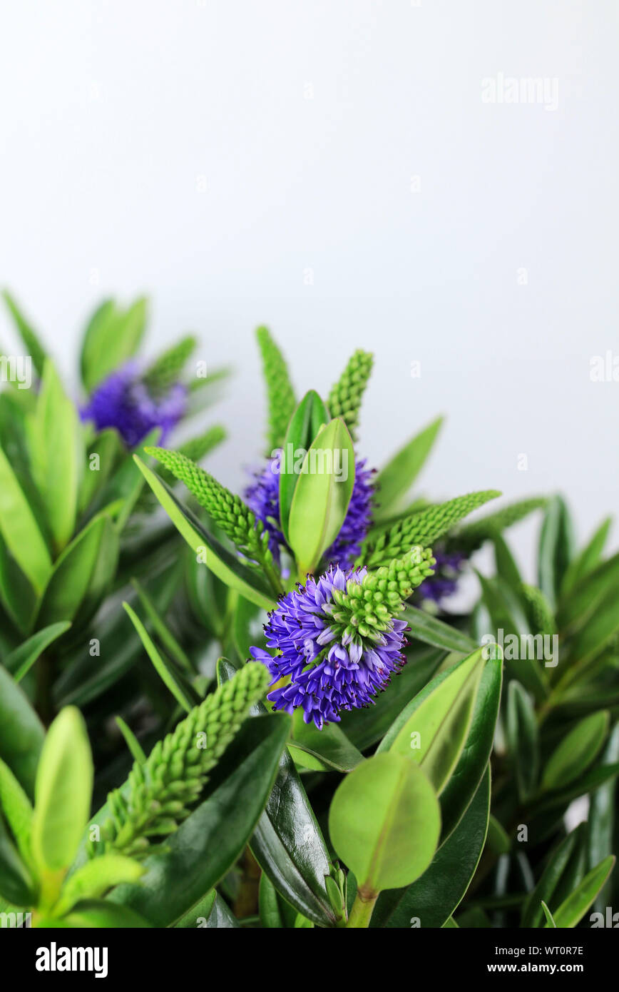 Hebe speciosa Fotos und Bildmaterial in hoher Auflösung Alamy