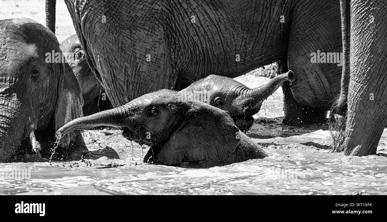 Elefantenkalb nimmt ein Schlammbad im südlichen afrikanischen Savanne Stockfoto
