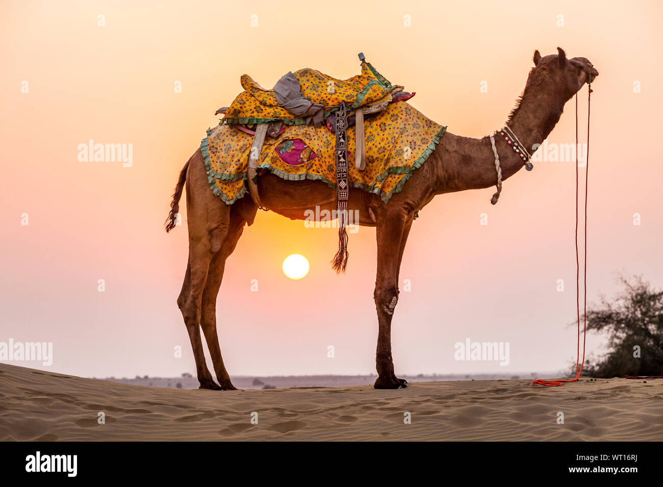Ein Kamel in der Wüste Thar bei Sonnenuntergang, Rajasthan, Indien. Stockfoto