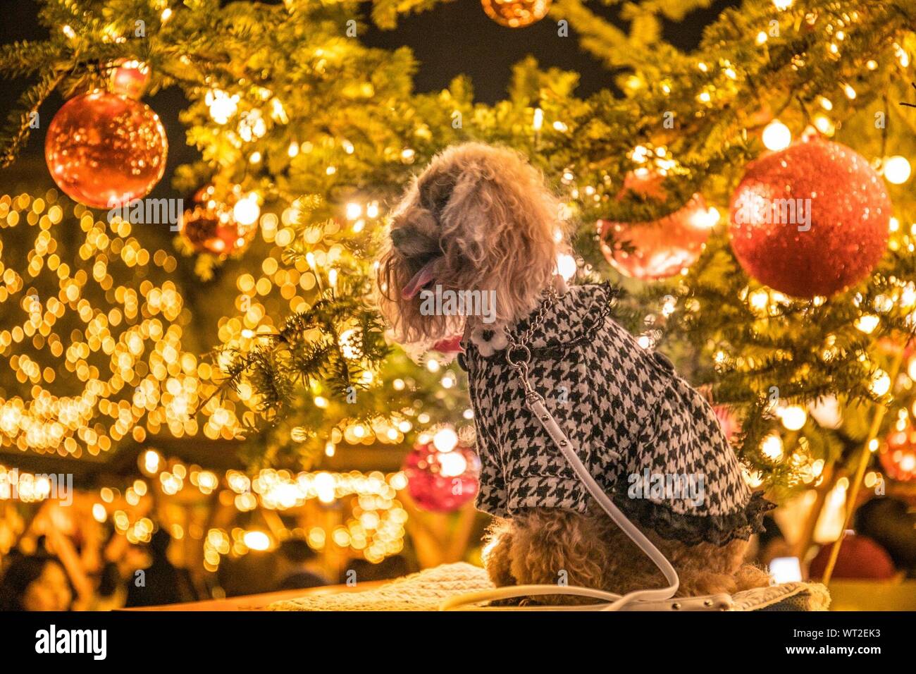 Christbaumkugel hund Fotos und Bildmaterial in hoher Auflösung Alamy