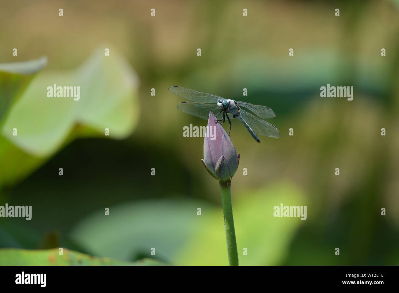 Dragon Fly gestoppt auf einem Lotus Stockfoto