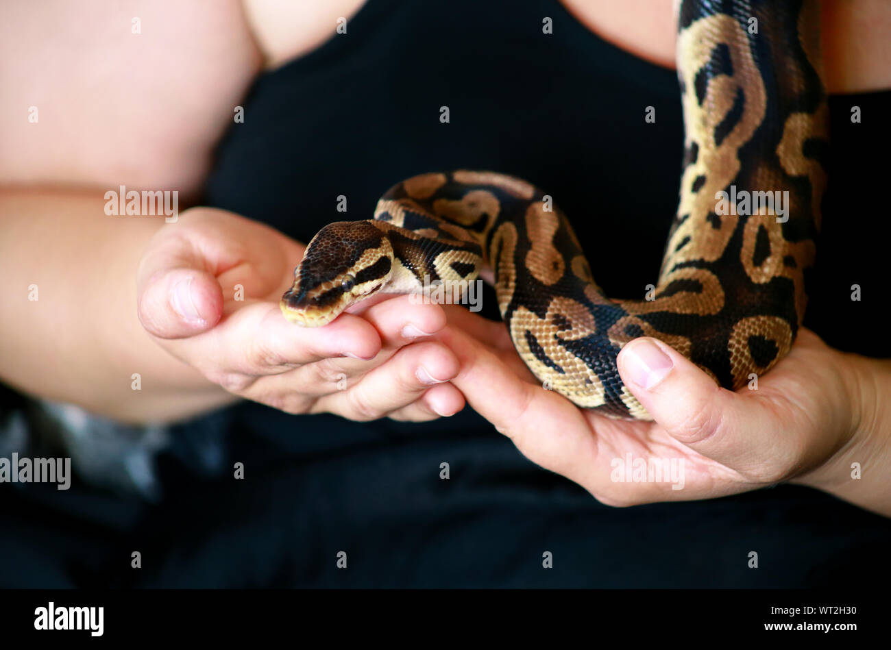 Weibliche Hände mit Royal Python Schlange. Frau hält Ball Python Schlange in die Hände. Exotischen tropischen kaltblütige Reptilien Tier, Python regius Schlange. Stockfoto