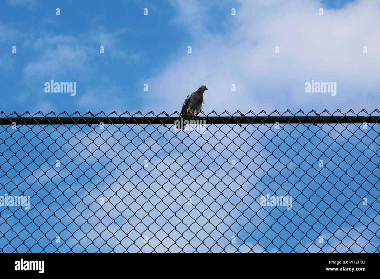 Taube auf Top schwarz Kette sitzen - einen Zaun mit Wolken und blauer Himmel Stockfoto