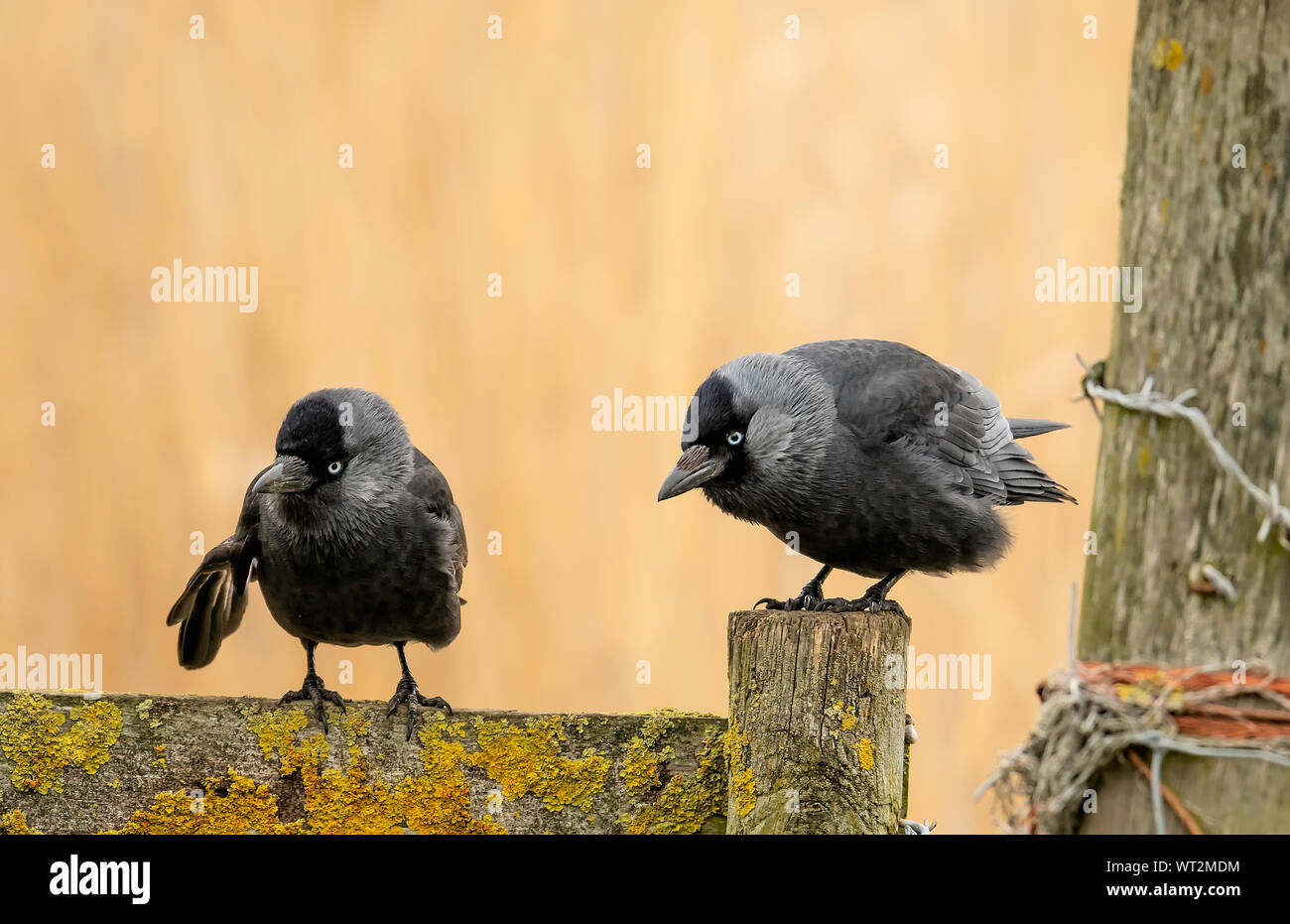 Western Dohlen (Corvus monedula) auf Holz- fechten in North Norfolk, UK gehockt Stockfoto