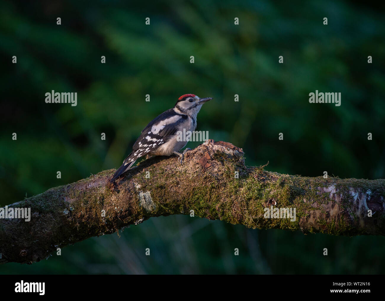 Buntspecht (Dendrocopos major), Morvern Schottland Stockfoto