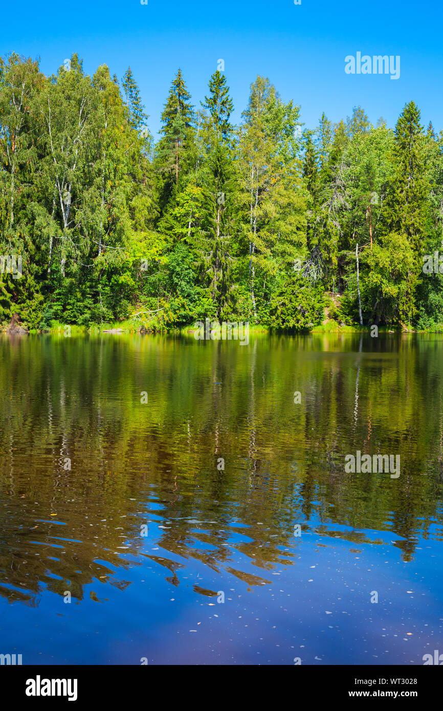 Sommer Landschaft mit Mischwald wachsen auf einem Fluss Küste, vertikale Hintergrund Foto Stockfoto