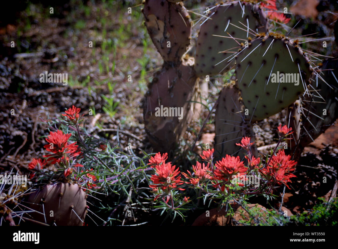 Hohe Betrachtungswinkel der Roten Kaktus Blumen Stockfoto
