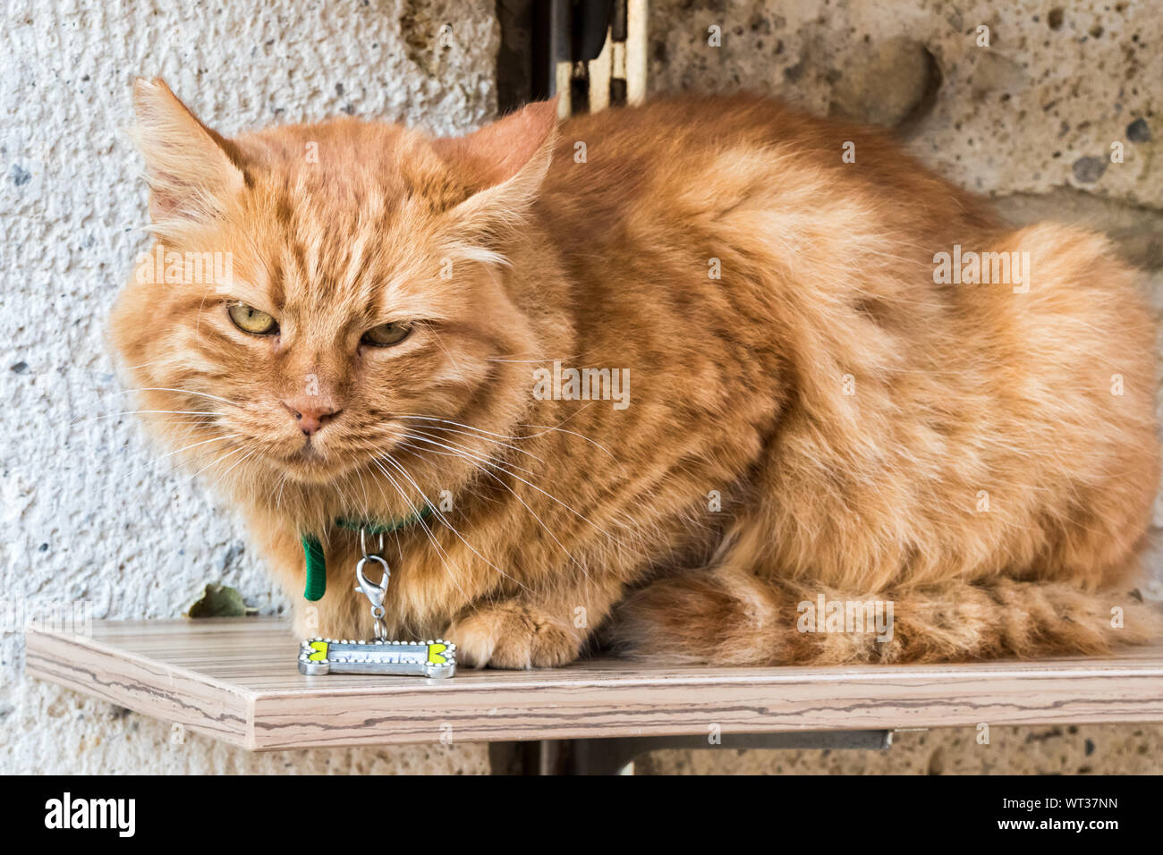 Ingwer Katze mit Namensschild saß auf einem Regal Stockfoto