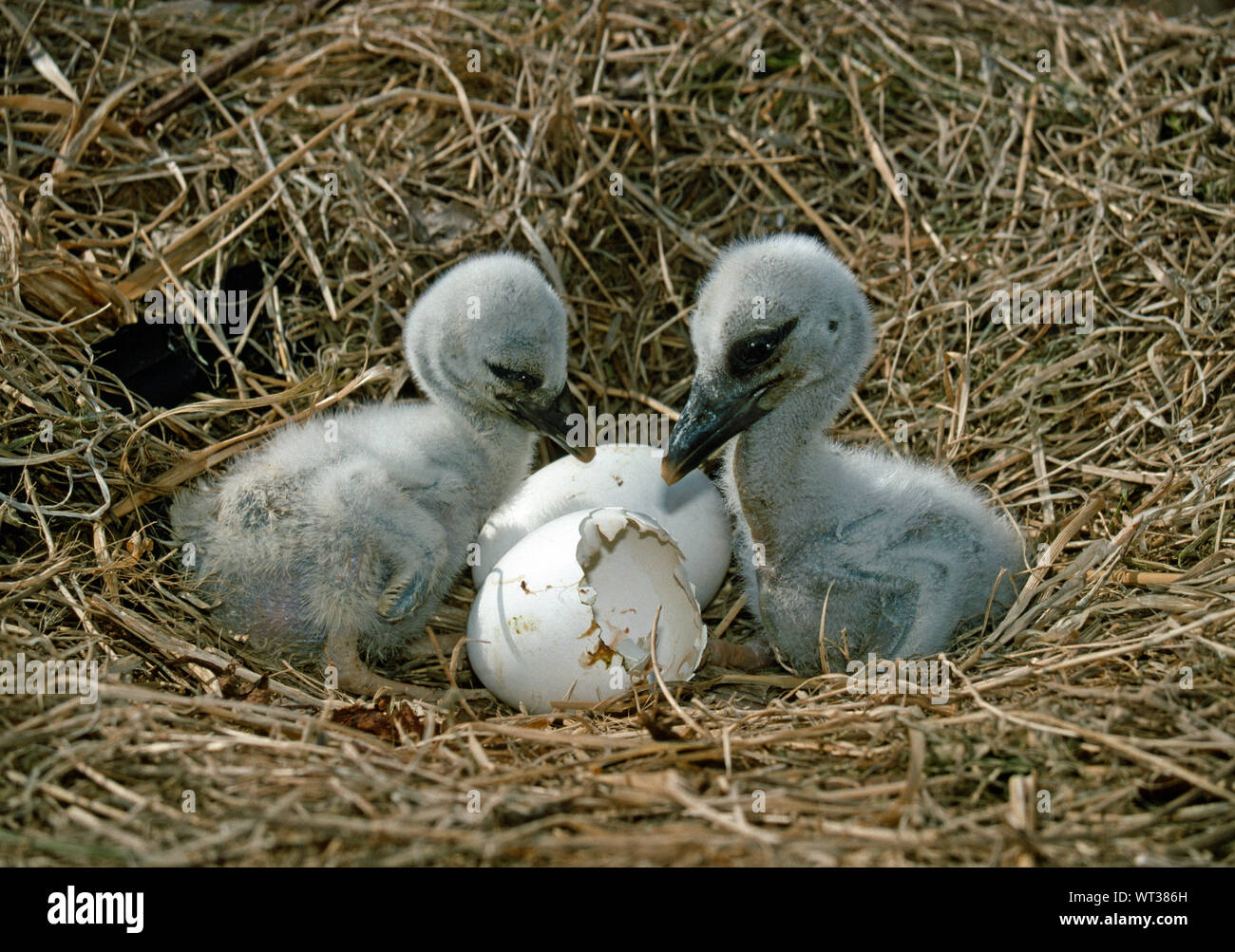 Küken WEISSSTORCH (Ciconia ciconia). Untersuchung von Egg Shell, über die eine von Ihnen ausgebrütet haben muss. Junge von einem dritten Ei hinter noch zu brüten. Stockfoto