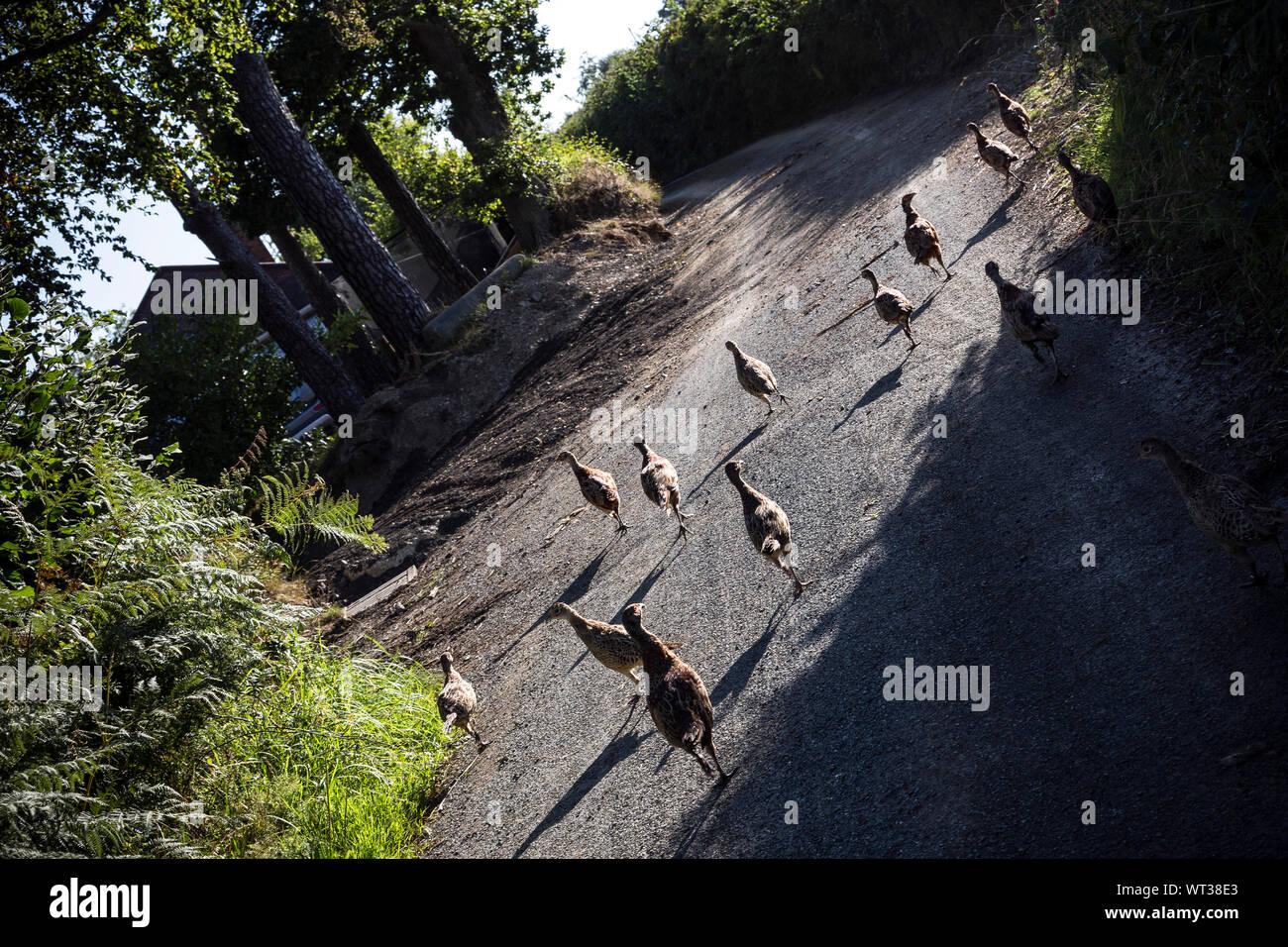 Landwirtschaft Fotos, Fotos von Tieren, tierischen Körper Teil Fotos, tierischen Themen Fotos, Tier Flügel Fotos, Schnabel Fotos, Vogel Fotos, Fotos, Feder Stockfoto