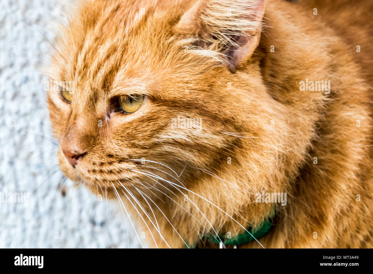 Nahaufnahme von Ingwer Katze saß auf einem Regal Stockfoto