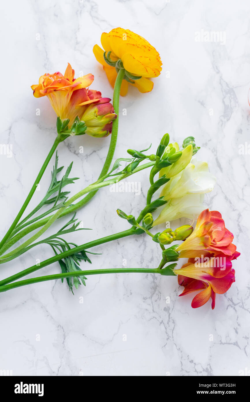 Flatlay mit Rot und Orange freesie Blumen auf Marmor Hintergrund Stockfoto