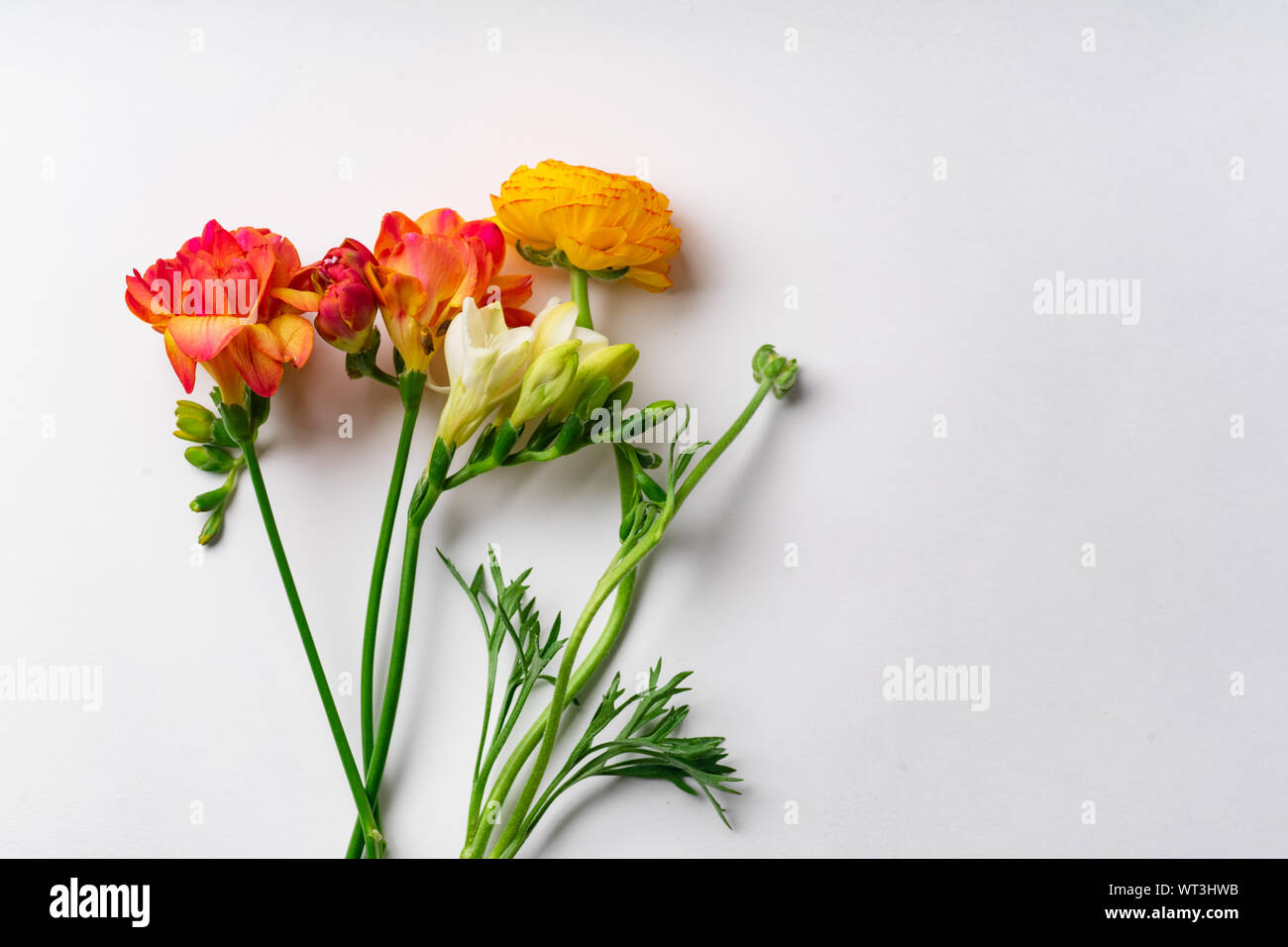 Flatlay mit Rot und Orange freesie Blumen auf weißem Hintergrund mit Kopie Raum Stockfoto
