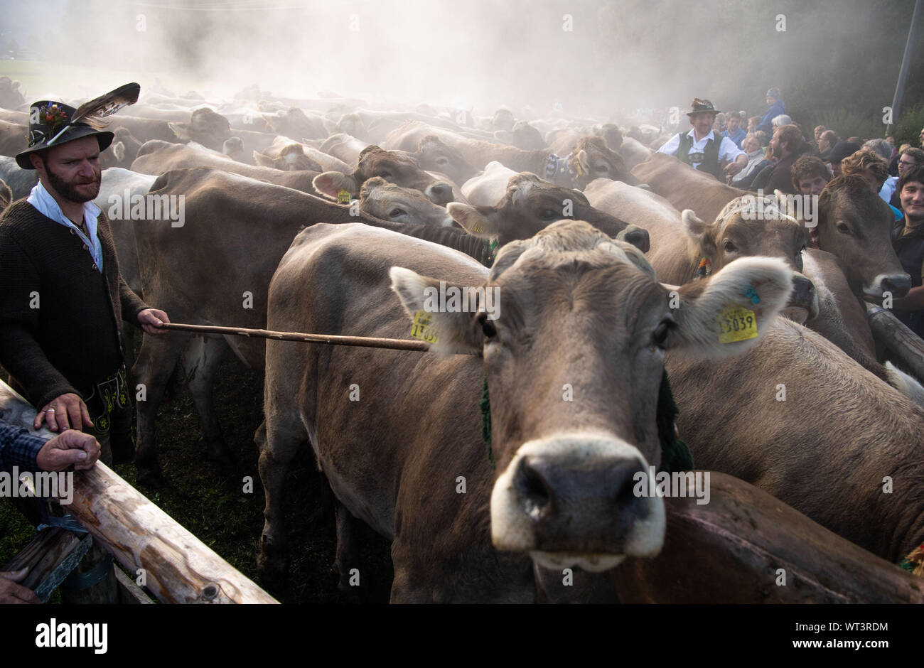 Bad Hindelang, Deutschland. 11 Sep, 2019. Kühe Menschenmenge vor einem viehhändler in traditioneller Kleidung. An das Vieh Schutz in Bad Hindelang, etwa 700 Kühe sind wieder ins Tal getrieben von fünf Alpen. Credit: Lino Mirgeler/dpa/Alamy leben Nachrichten Stockfoto