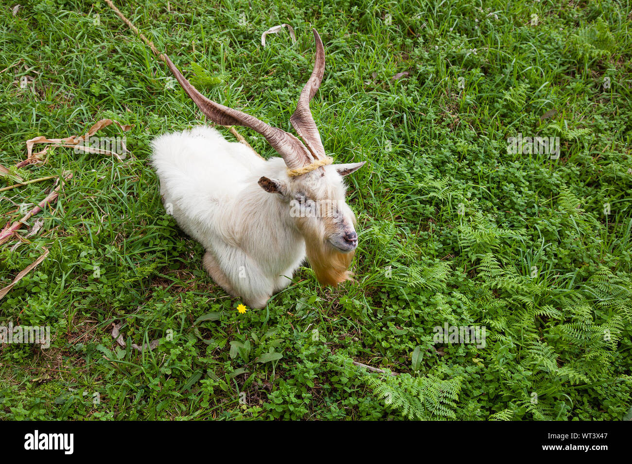 Bergziege Sitzt Stockfotos Und Bilder Kaufen Alamy