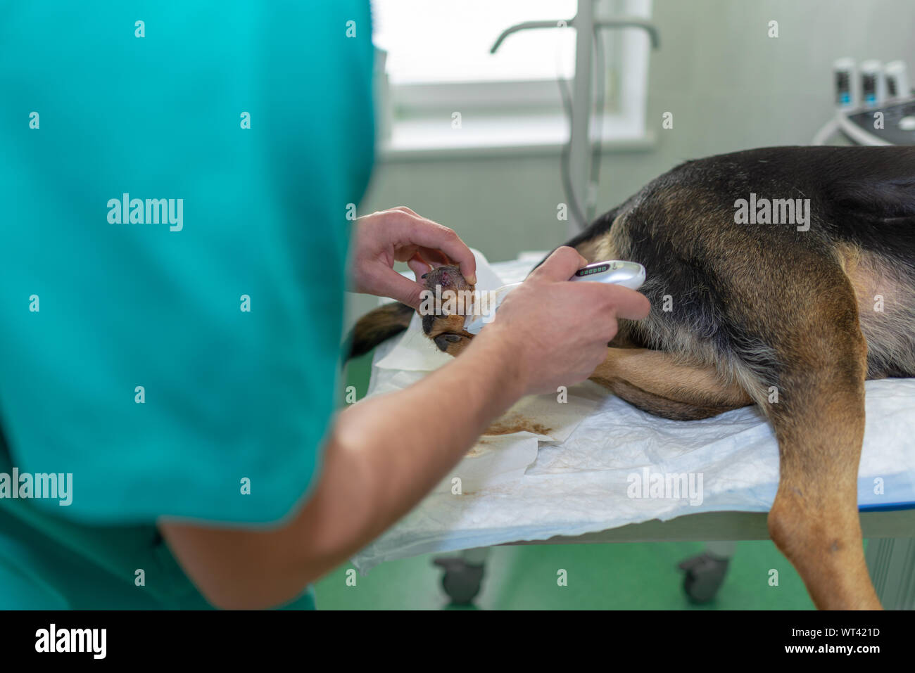 Tumor Beim Hund Am Bein www.alamy.de