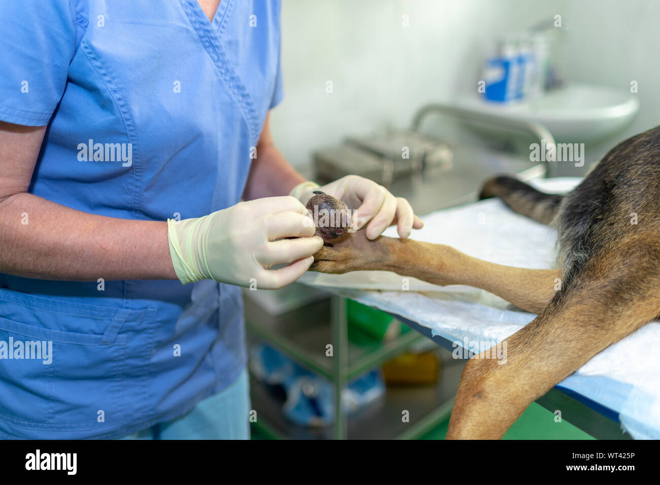 Tumor dog -Fotos und -Bildmaterial in hoher Auflösung – Alamy