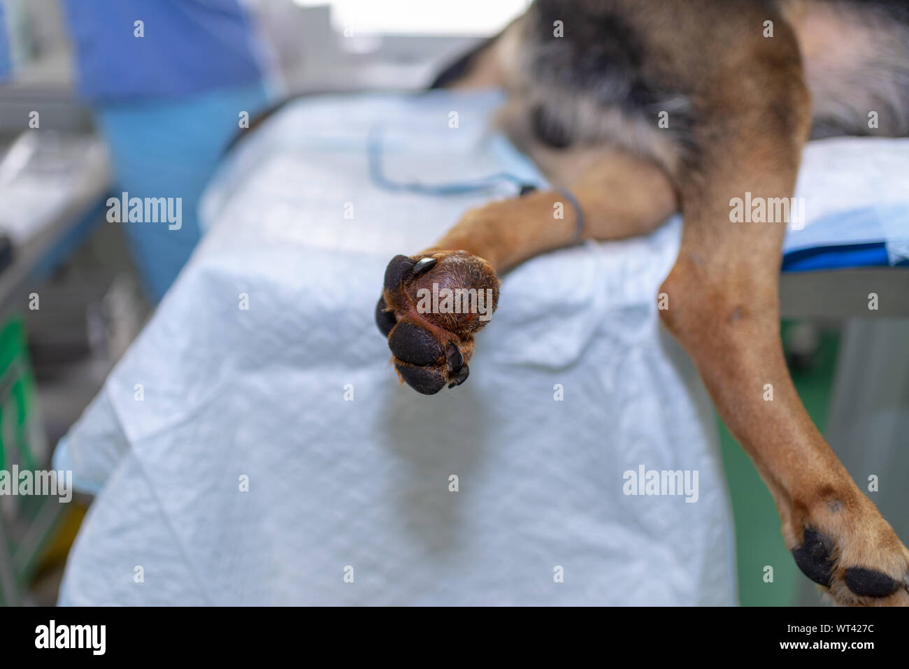 Großen Tumor am Bein Hundes Stockfotografie - Alamy