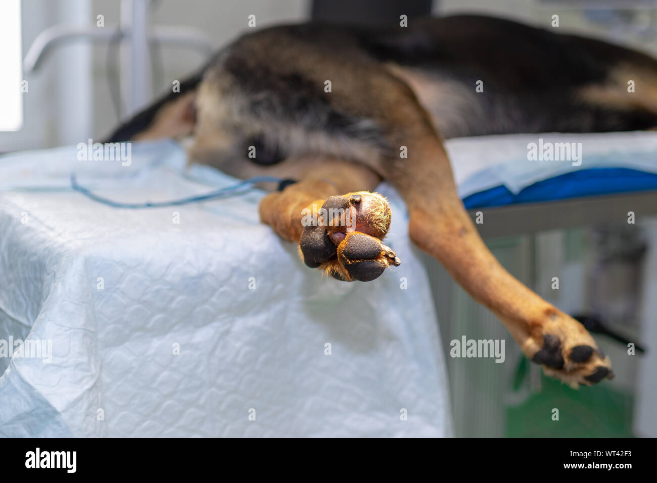 Tumore benigno -Fotos und -Bildmaterial in hoher Auflösung – Alamy