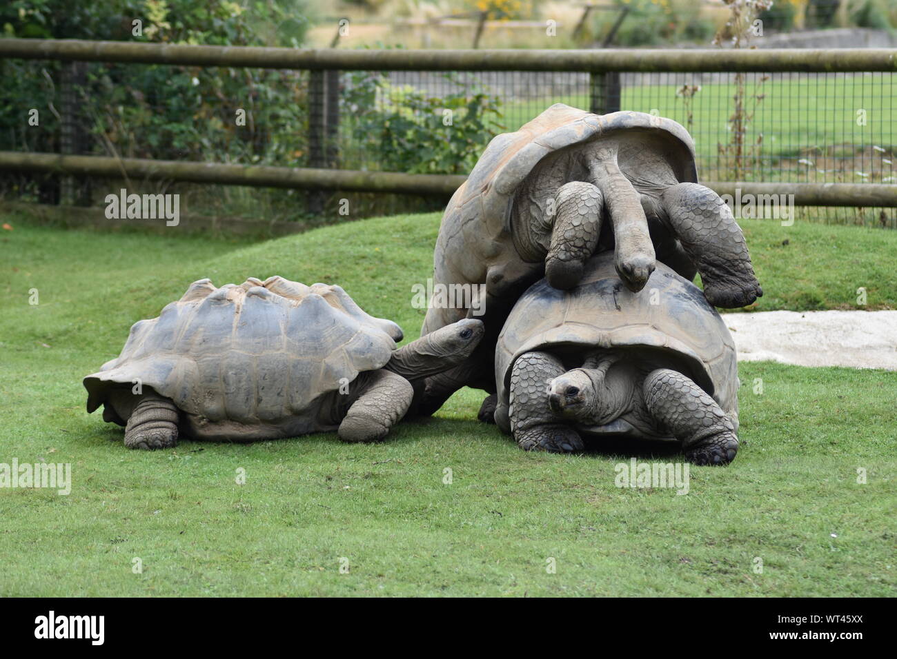 Aldabra riesenschildkröten Fotos und Bildmaterial in hoher Auflösung Alamy