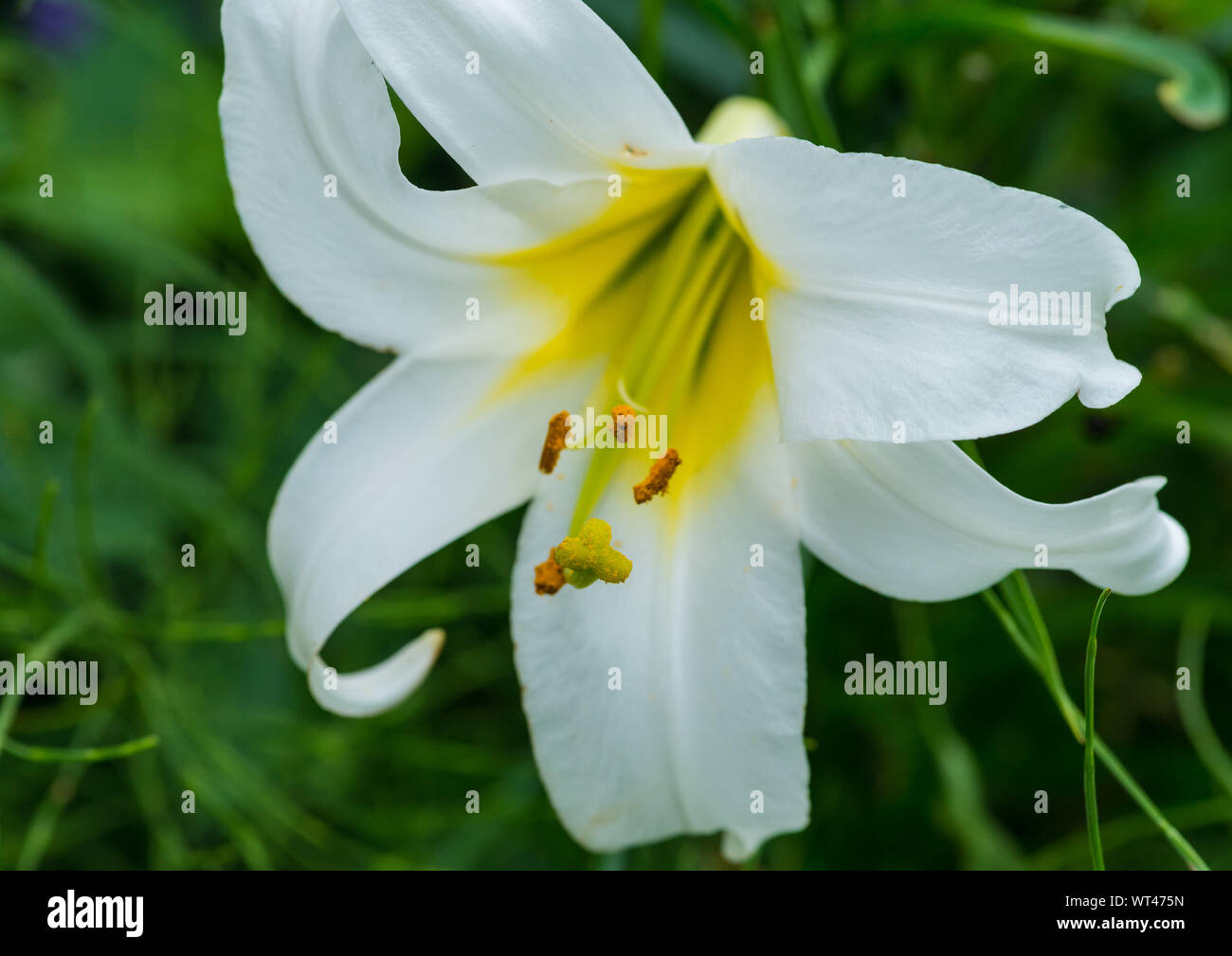 Eine Makroaufnahme eines weißen Regal lily Bloom. Stockfoto