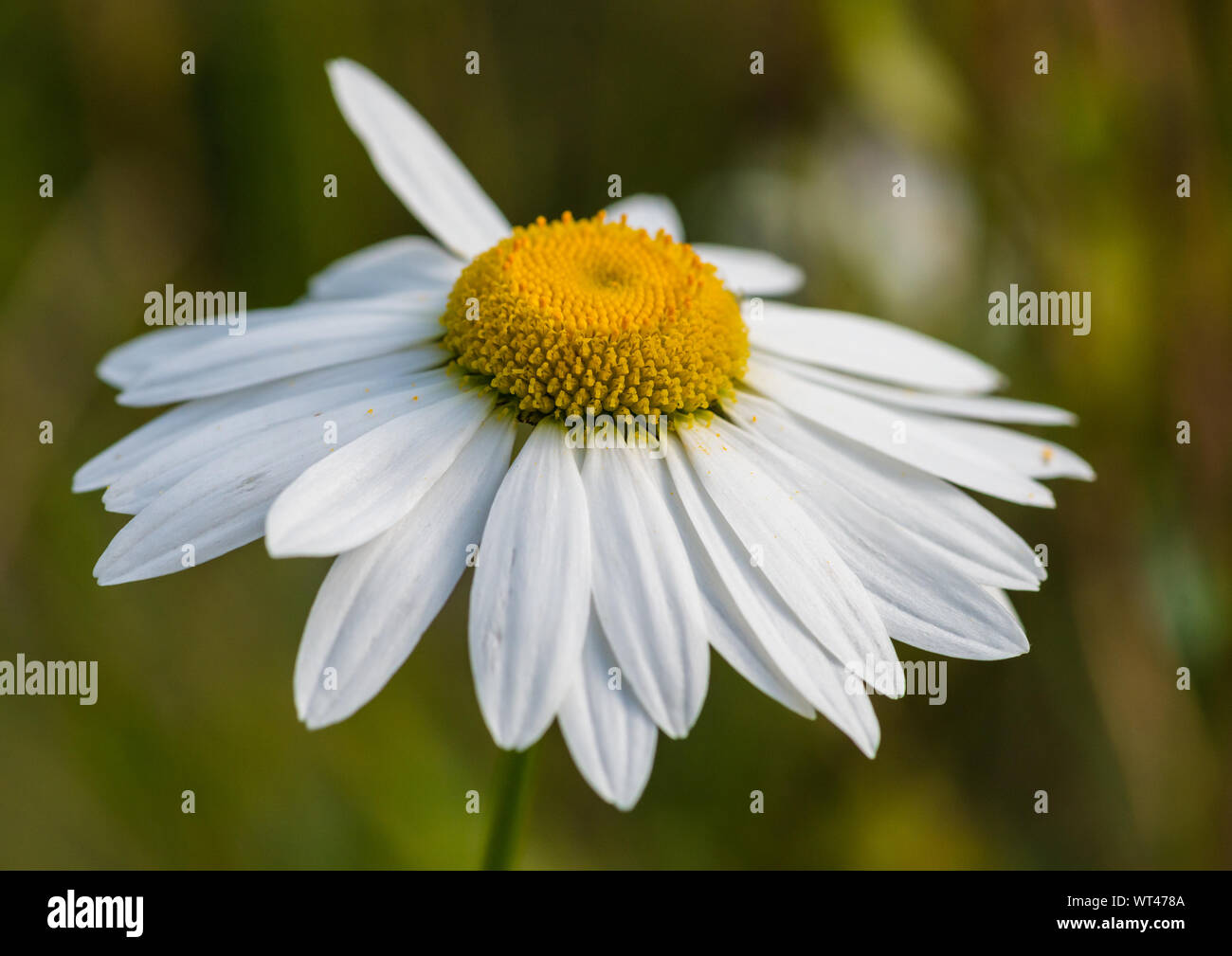 Eine Makroaufnahme eines oxeye Daisy blühen. Stockfoto