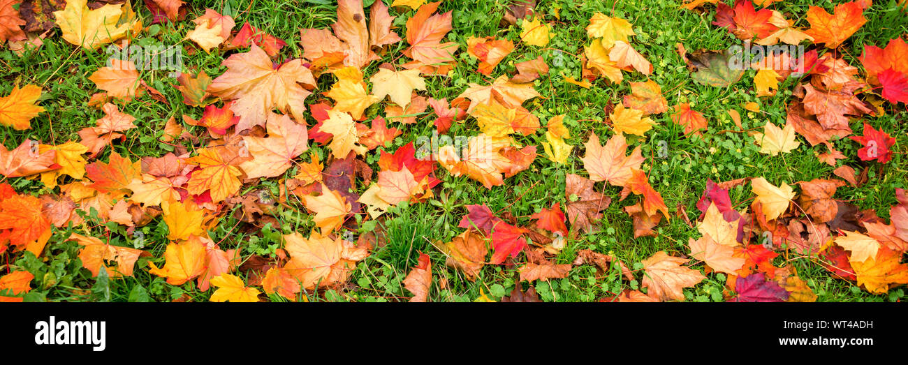 Panoramablick Hintergrund der bunten herbstlichen Blätter im Gras Stockfoto
