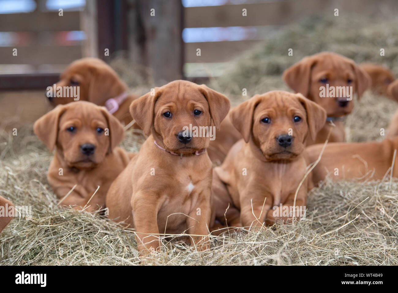 Fox Red Labrador Stockfotos Und Bilder Kaufen Alamy