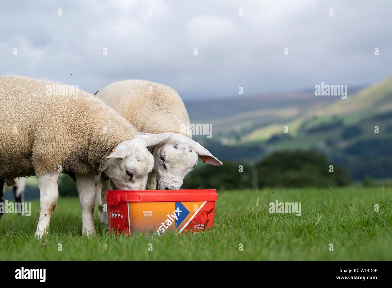 Herde von Schafen essen von einem Ergänzungsfuttermittel Ladeschaufel, das Ihnen die mit zusätzlichen Vitaminen und Mineralien für eine bessere Gesundheit. North Yorkshire, UK. Stockfoto