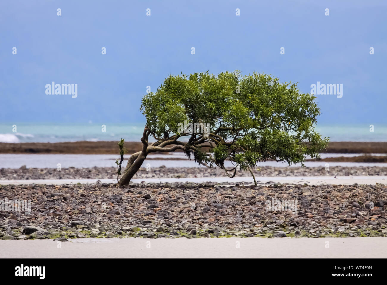Schiefen Baum am Ufer, Cape Tribulation National Park, Queensland, Australien Stockfoto