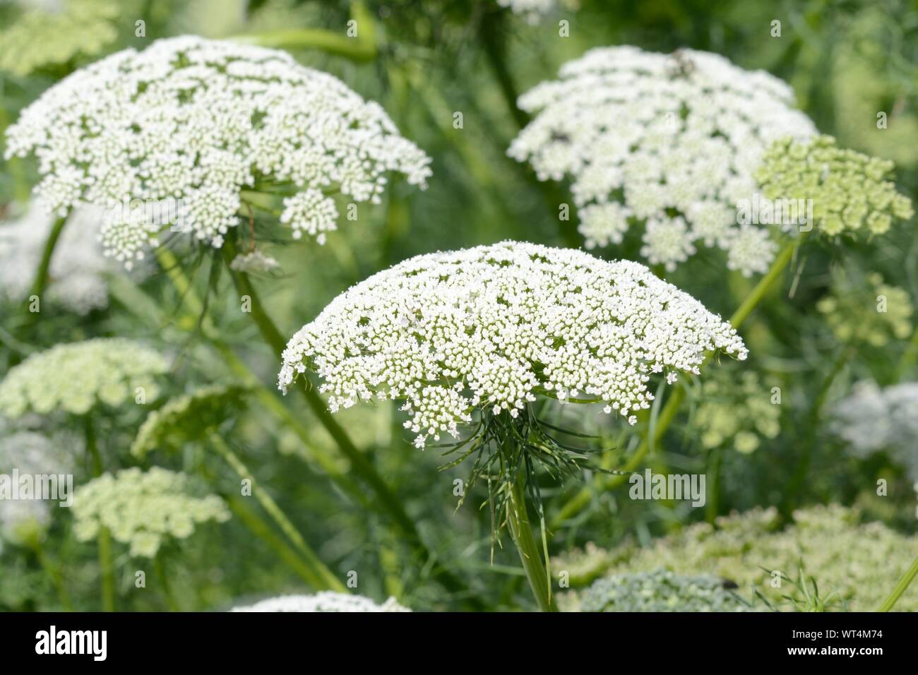 Ammi visnaga Weiß federartigen Laub mit dolde von weißen Blumen Bischöfe Unkraut Stockfoto