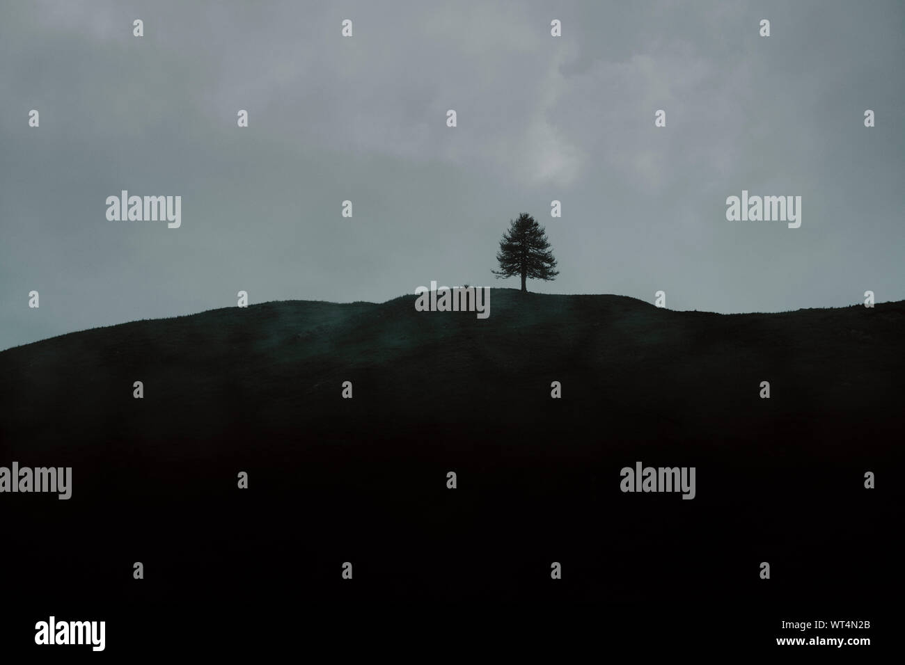 Eine minimale Single einsamer Baum hügel landschaft Horizont mit Cloud-letzte Baum stehend Stockfoto