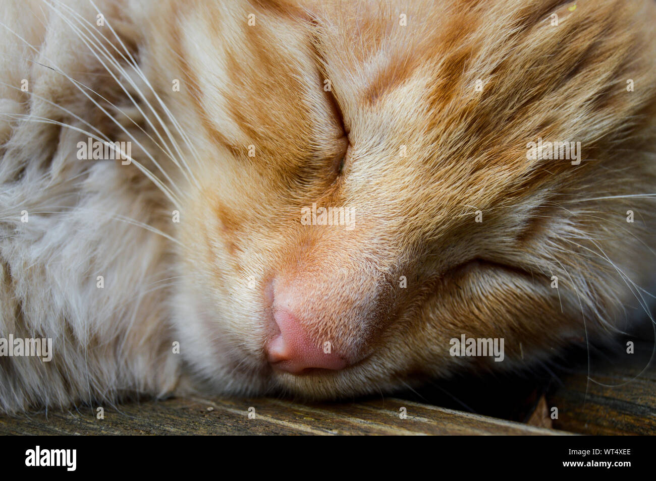 Kleine flauschige Ginger cat Schlafen und Träumen Stockfoto