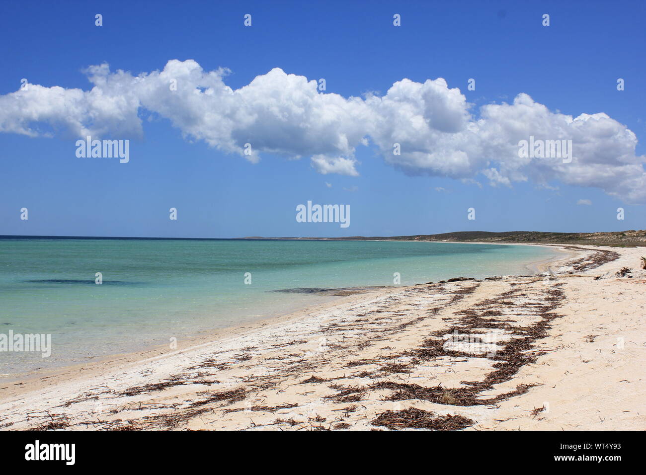 Shell Beach in Shark Bay, Western Australia. Strand aus Muscheln statt Sand, wegen der hohen Salzgehalt, der weichtiere Leben nur für 18 Monate. Stockfoto