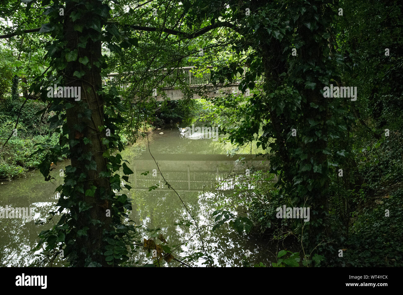 Ein Einkaufswagen und andere Plastikabfälle in einem Buckingham Waterway, wo verschiedene Tierarten leben. Buckinghamshire, England. Stockfoto