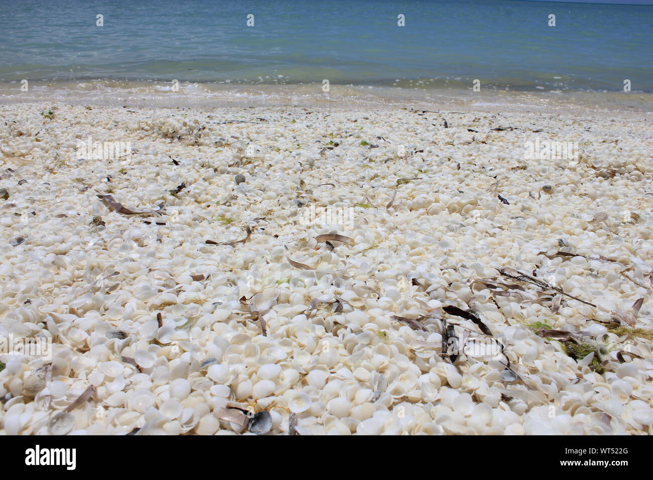 Shell Beach in Shark Bay, Western Australia. Strand aus Muscheln statt Sand, wegen der hohen Salzgehalt, der weichtiere Leben nur für 18 Monate. Stockfoto