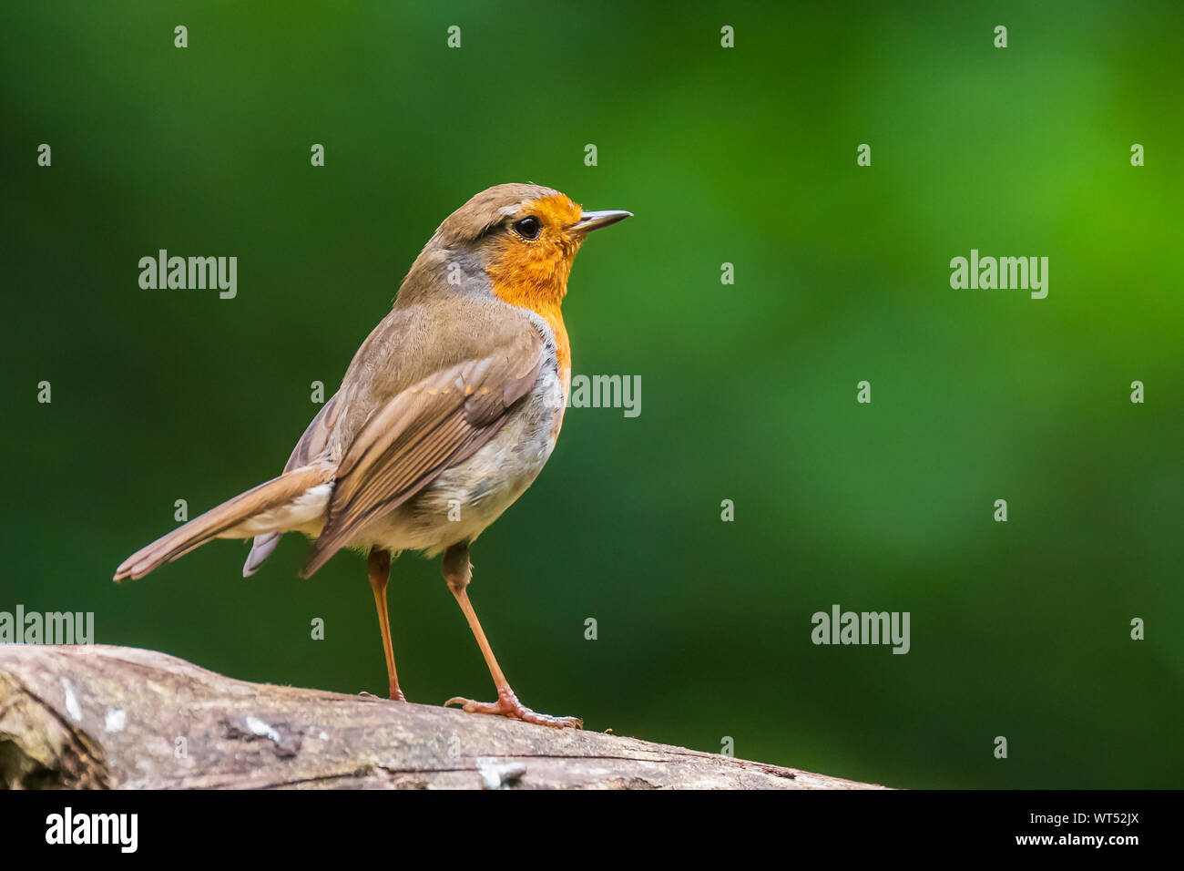 Europäische Robin (Erithacus Rubecula) Vogel in einem Wald gehockt Stockfoto