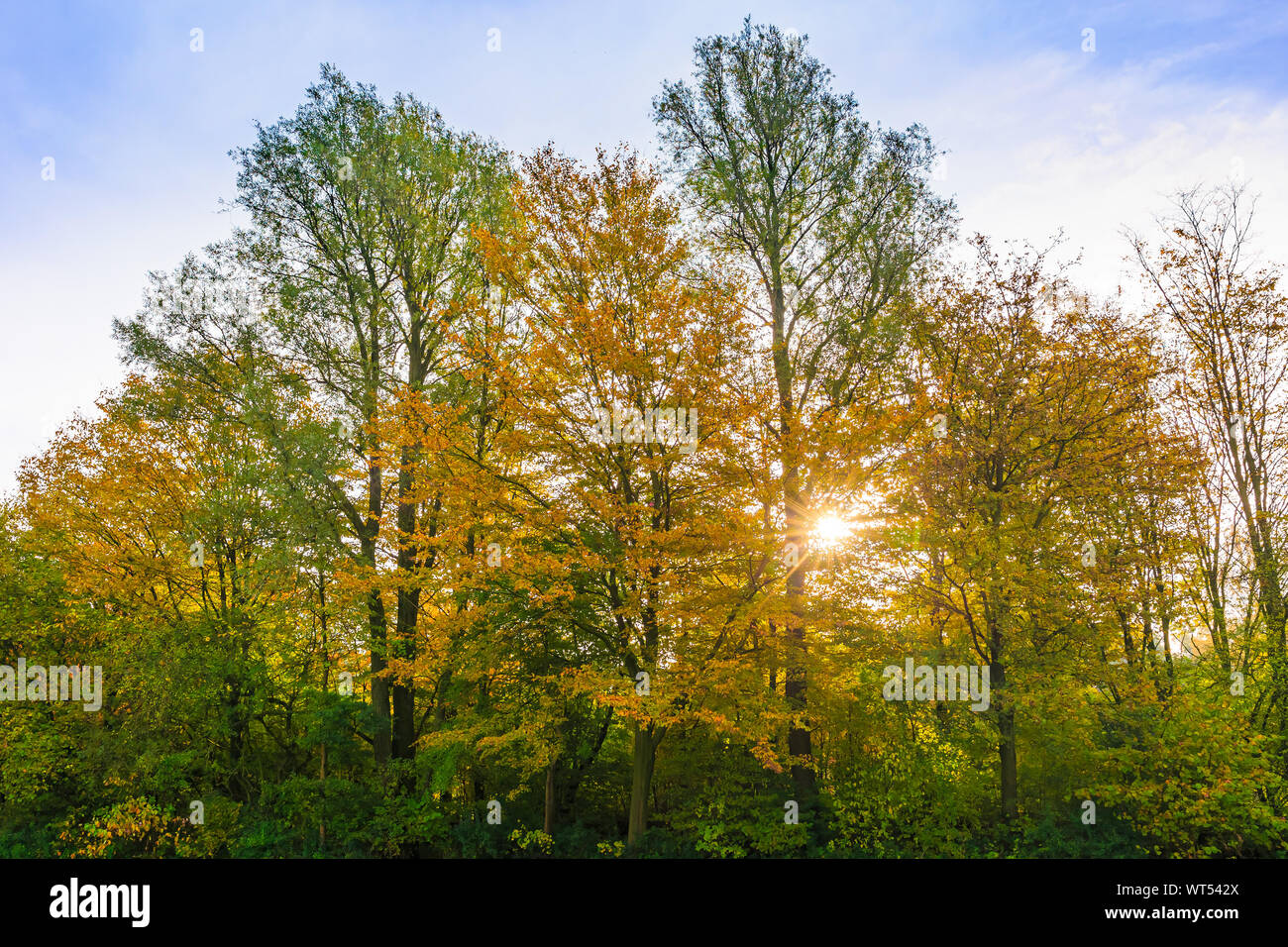 Herbst Wald Landschaft, helle Farben und Sonnenlicht, am frühen Morgen Stockfoto