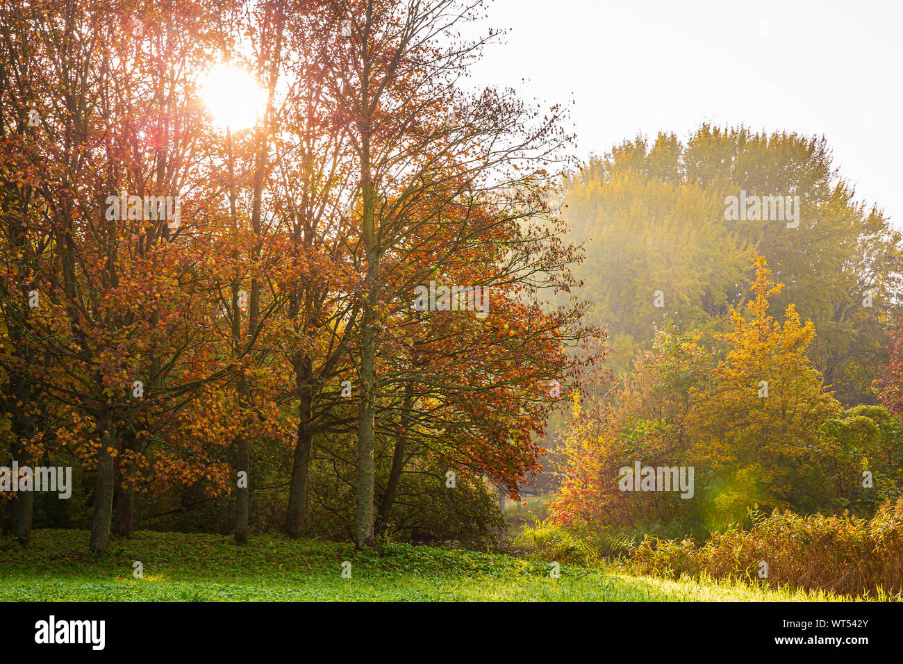 Herbst Landschaft an einem nebligen Morgen mit Sonnenstrahlen durch die Bäume im Herbst Farben. Stockfoto