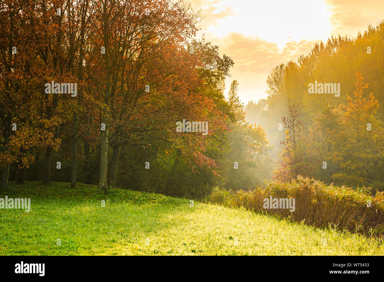 Herbst Landschaft an einem nebligen Morgen mit Sonnenstrahlen durch die Bäume im Herbst Farben. HDR, High Dynamic Range, Stockfoto