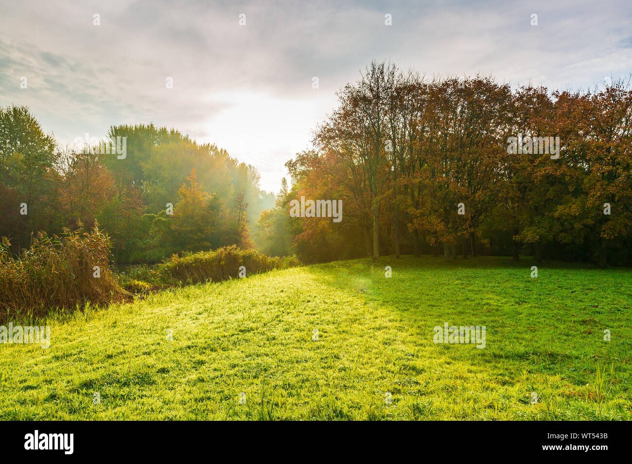 Herbst Landschaft an einem nebligen Morgen mit Sonnenstrahlen durch die Bäume im Herbst Farben. Stockfoto