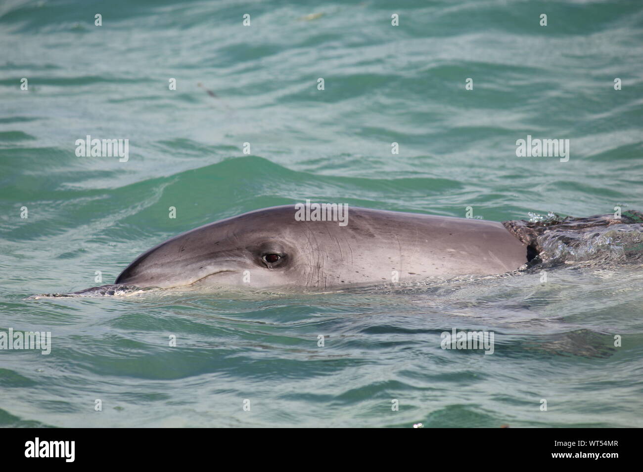 Indopazifischen großen tümmler von Monkey Mia, Western Australia Stockfoto