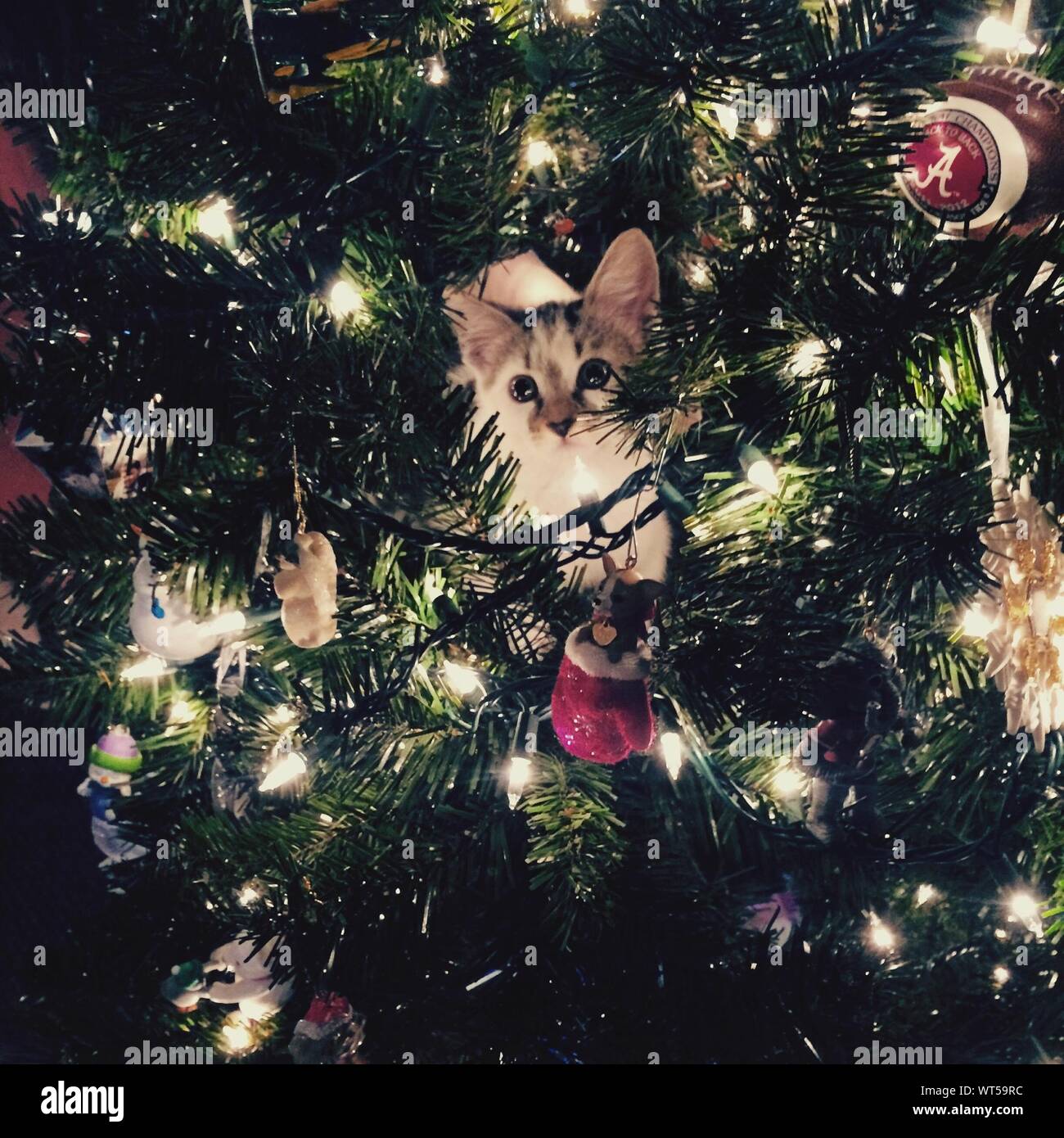  Katze Weihnachtsbaum Stockfotos und -bilder Kaufen - Alamy Illustration 