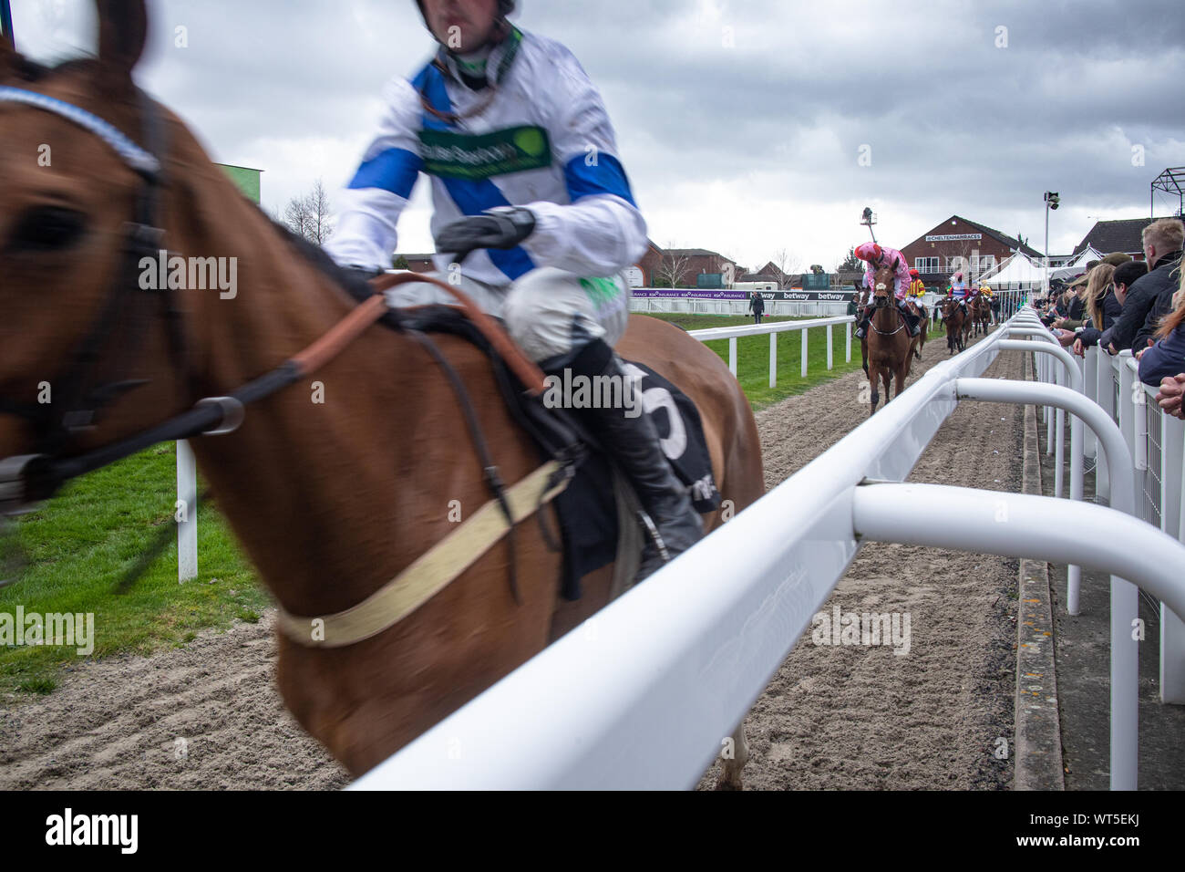 Erfolgreichen Rennen Pferde Kopf zur Parade Ring am Weltberühmten Cheltenham Festival. Der britische Premier National Hunt Rennen treffen. Stockfoto