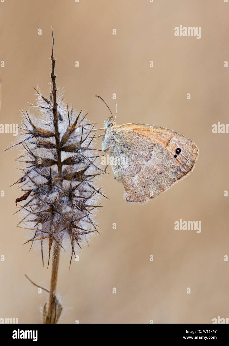 Kleine Heide, Schmetterling, (Coenonympha pamphilus) ruht auf trockenem Gras. Andalusien, Spanien. Stockfoto